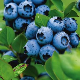 Bleuet Patriot - Bleuet / Blueberries - Nos végétaux - Jardin2m