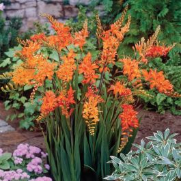 Saffron Fire Flowers Crocosmia - Flowers And Bulbs | Veseys