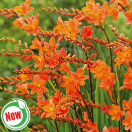 Peach Melba Crocosmia - Flowers And Bulbs | Veseys