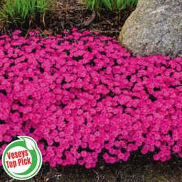 Paint the Town Magenta Dianthus - Flowers And Bulbs | Veseys