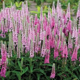 Pink Marshmallow Veronica - Flowers And Bulbs | Veseys