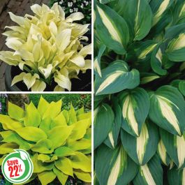 Hosta Collection 1 - Flowers And Bulbs | Veseys