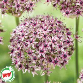 Starlight Allium - Flowers And Bulbs | Veseys