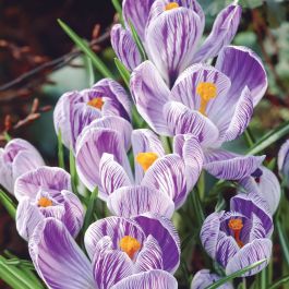 Pickwick Giant Crocus - Flowers And Bulbs | Veseys