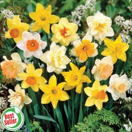 100 Days of Daffodils - Flowers And Bulbs | Veseys