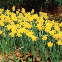 Giant Yellow Trumpet Daffodil - Flowers And Bulbs | Veseys