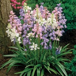 Wood Hyacinth Mix - Flowers And Bulbs | Veseys