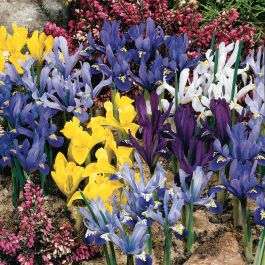 Dwarf Rockgarden Iris - Flowers And Bulbs | Veseys