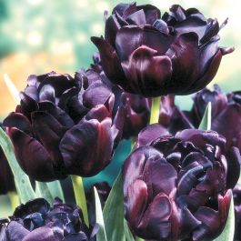 Black Hero Double Tulip - Flowers And Bulbs | Veseys