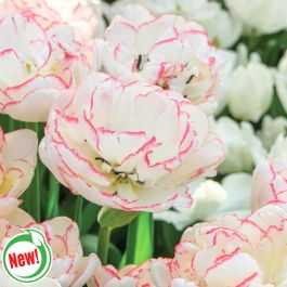 Wild Romance Tulip - Flowers And Bulbs | Veseys