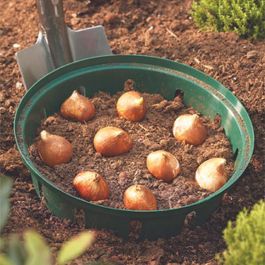 Long Tulip Bulbs Last Unplanted, Drop Shot Hooks Swivel