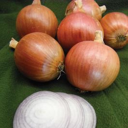 Blush Onion (F1 Hybrid 115 Days) Allium cepa – Pinetree Garden Seeds