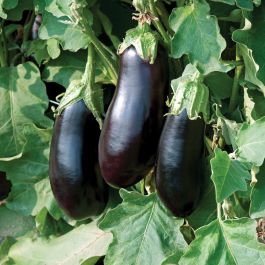 Classic Eggplant - Vegetables | Veseys