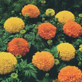 Crackerjack Marigold - Flowers And Bulbs 