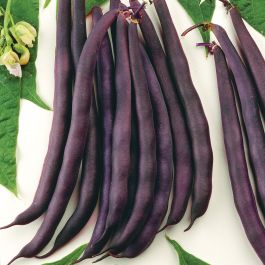 Red Swan Bush Bean - Vegetables | Veseys