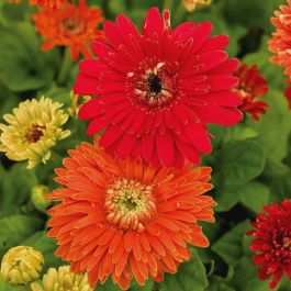 Gerbera seed indoor bonsai plant flower seeds 50pcs chrysanthemum Mixe –  Lovely Seeds