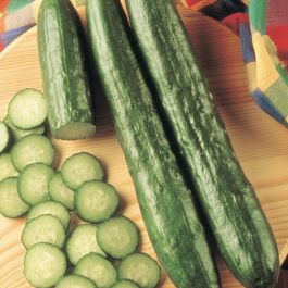 Tasty Green Cucumber Seeds