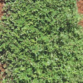 Wild Creeping Thyme - Herbs | Veseys