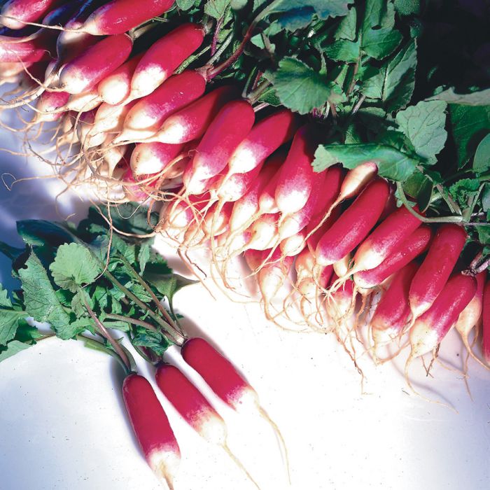 What Are French Breakfast Radishes And What Makes Them Special?