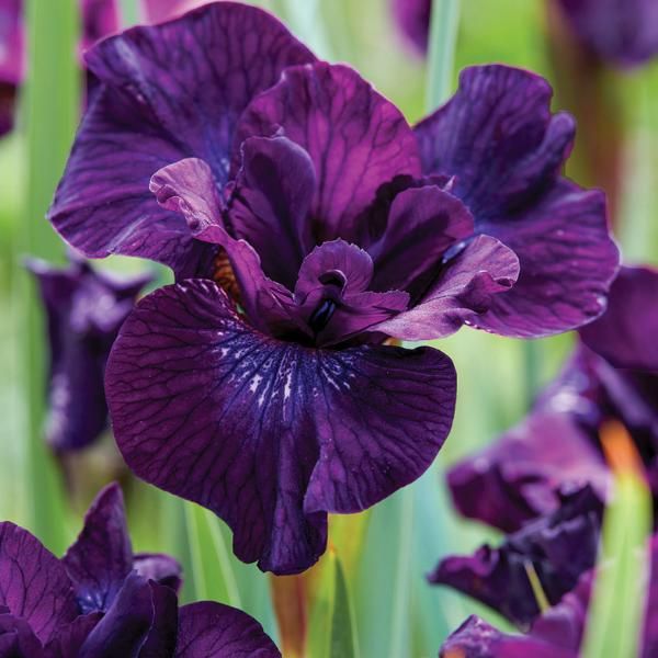 Purplelicious Iris