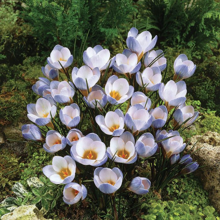 Buy hardy salvias: Delivery by Crocus