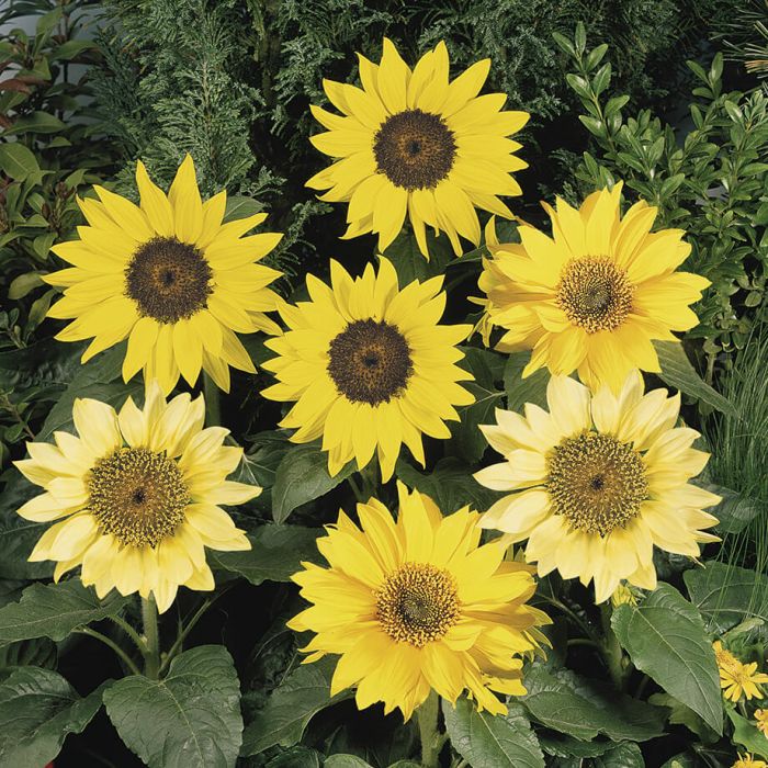Dwarf Pacino Mix Sunflower - Flowers And Bulbs | Veseys