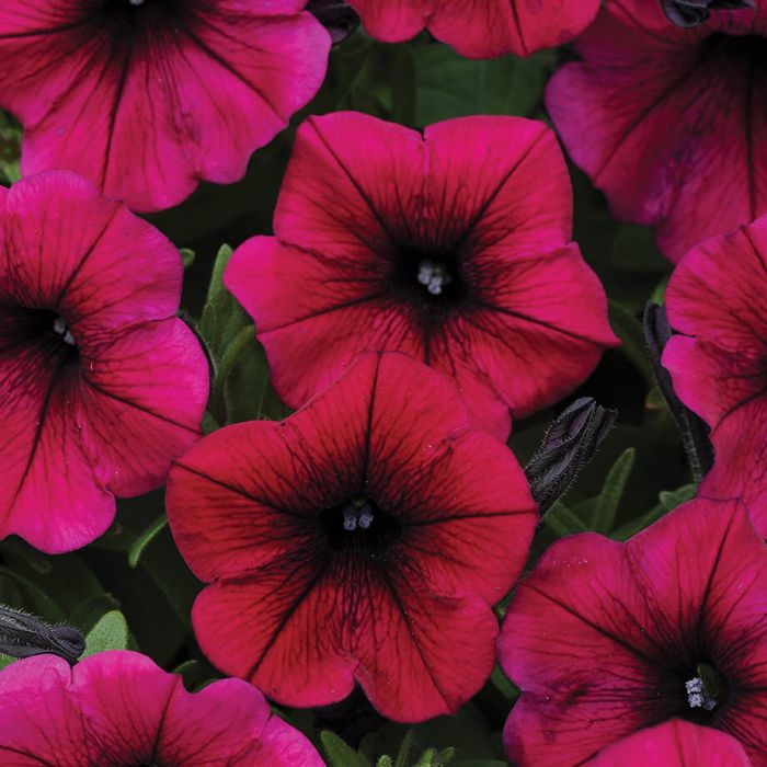 Shock Wave Deep Purple Petunia - Flowers And Bulbs