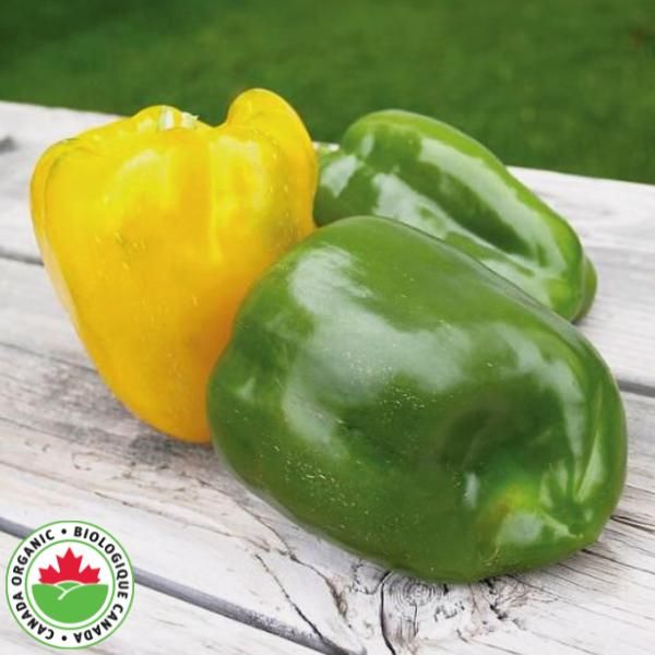 Yellow Bell Peppers - Organic – Suji Fresh