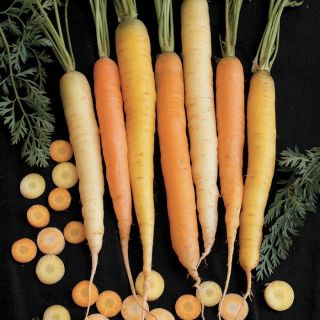 Rainbow Carrot Thumbnail