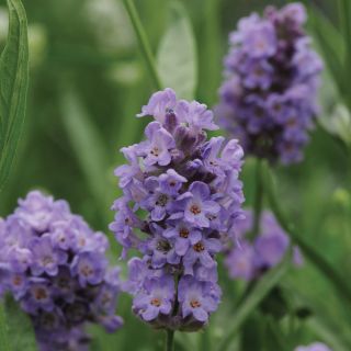 Ellagance Purple Lavender Thumbnail