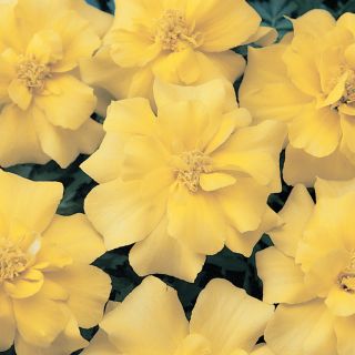 Durango Yellow Marigold Thumbnail