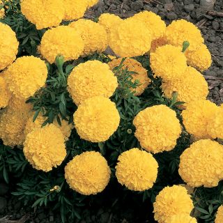 Inca 2 Yellow Marigold Thumbnail