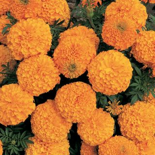 Inca 2 Orange Marigold Thumbnail