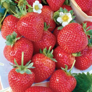 Albion Everbearing Strawberries Thumbnail