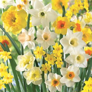 Fragrant Jonquil Daffodil Mix bulk Thumbnail