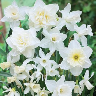 White on White Daffodil Mix Thumbnail