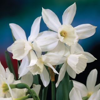 Thalia Fragrant Daffodil Thumbnail