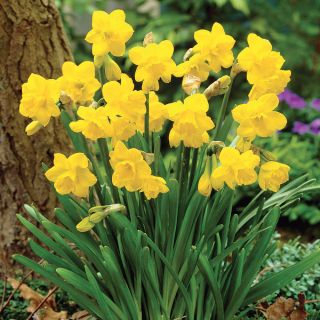 Quail Daffodil Thumbnail