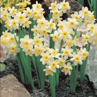 Minnow Daffodil Thumbnail