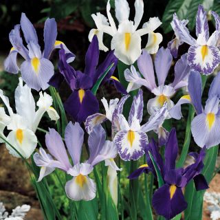 Blue & White Dutch Iris Blend Thumbnail