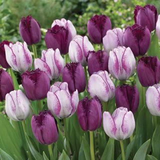 Pardon My Purple Tulip Blend Thumbnail