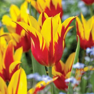 Firewings Tulip Thumbnail