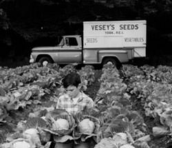 Cabbage patch with Veseys delivery truck